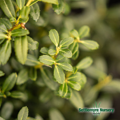 Soft touch holly bush in pot at Settlemyre Nursery