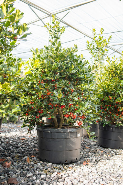 Nellie Stevens Holly