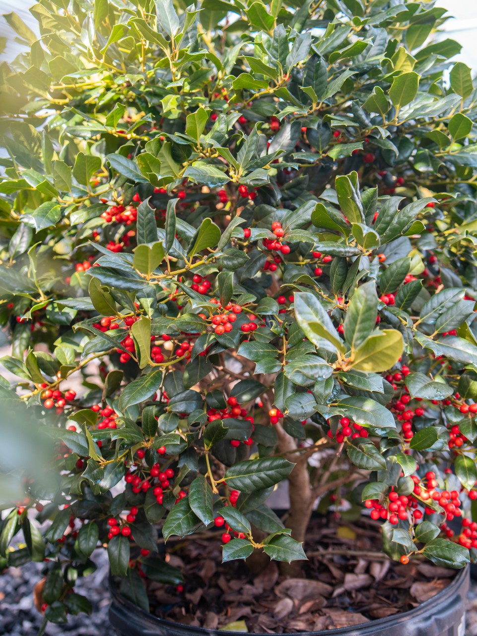 Nellie Stevens Holly