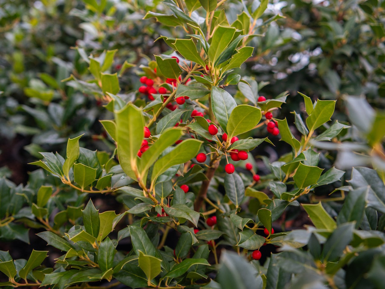 Nellie Stevens Holly