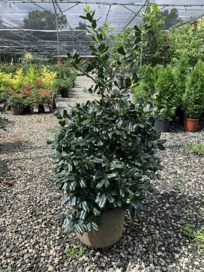 Nellie Stevens Holly