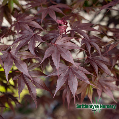 Bloodgood Japanese Maple