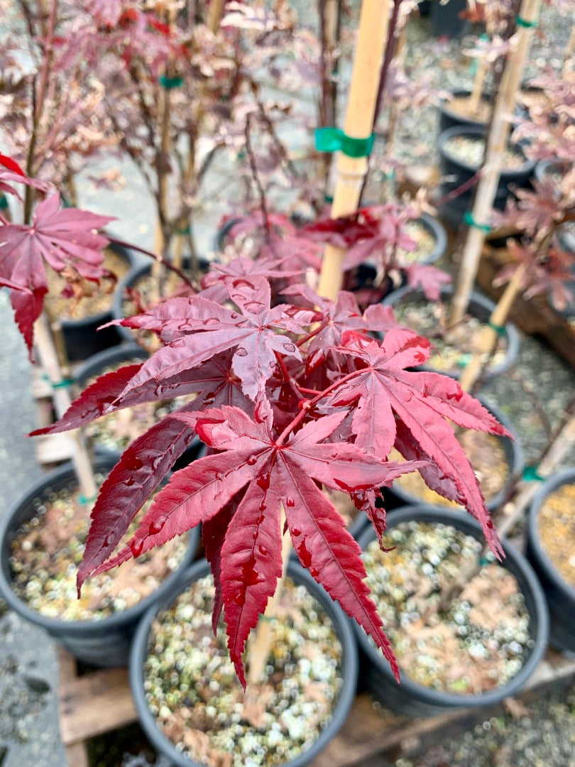 Bloodgood Japanese Maple