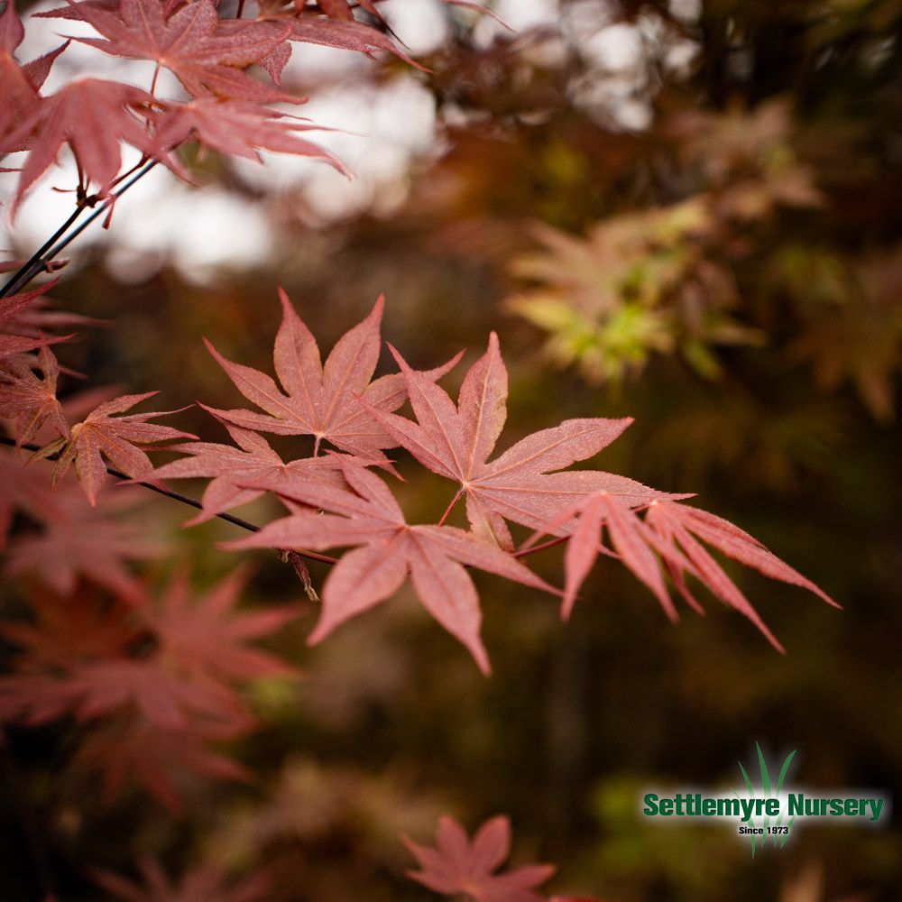 Bloodgood Japanese maple foliage