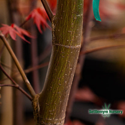 Bloodgood Japanese maple foliage