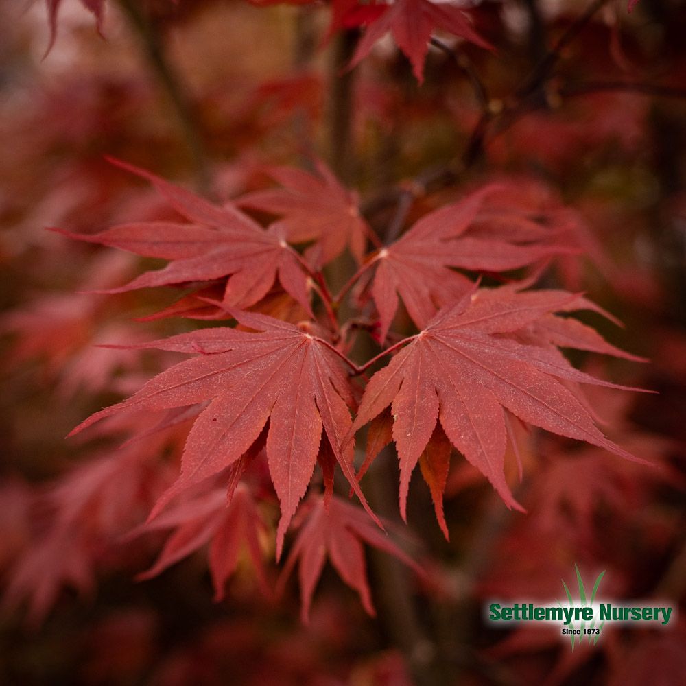 Bloodgood Japanese maple foliage