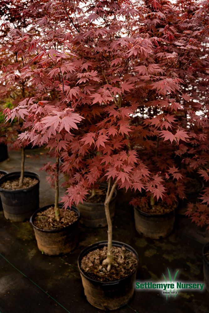 Bloodgood Japanese Maple