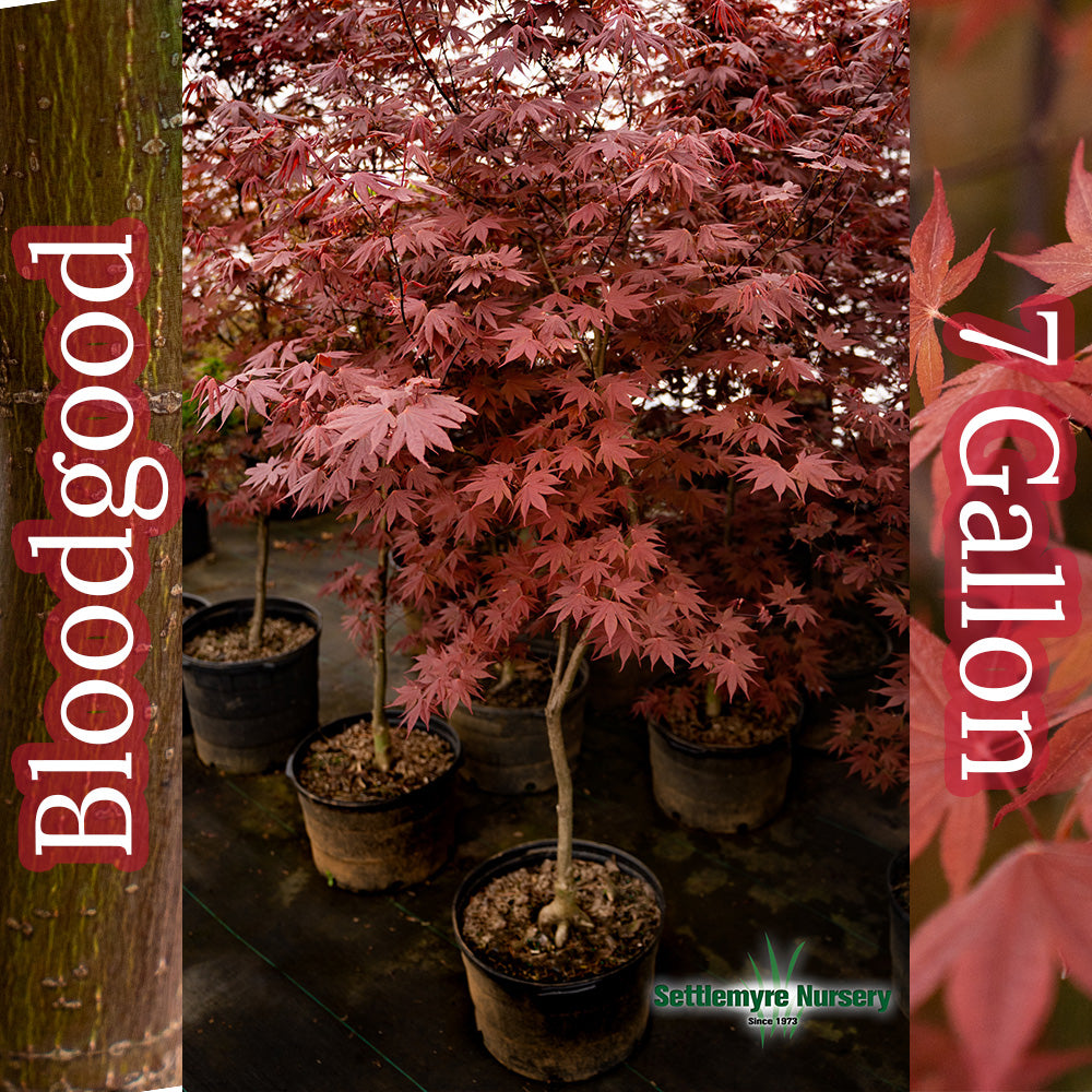 Bloodgood Japanese Maple