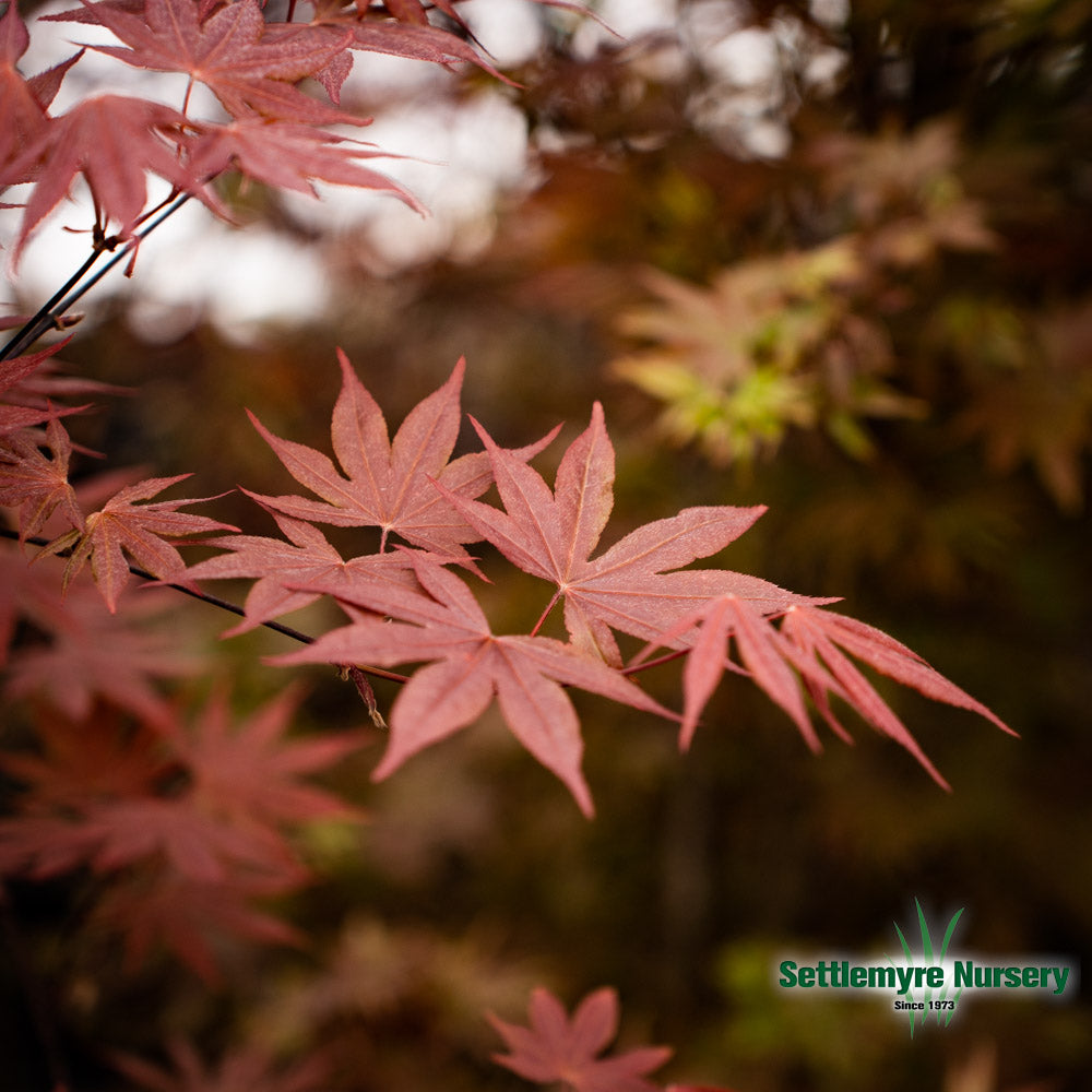 Bloodgood Japanese Maple