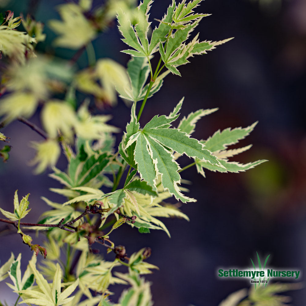 Japanese Maple