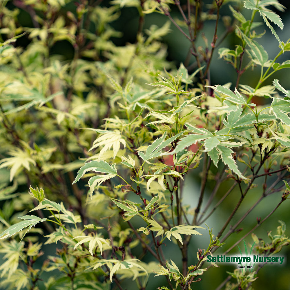 Japanese Maple