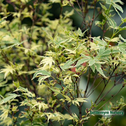 Japanese Maple