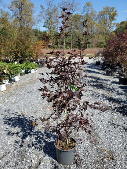 Emperor Japanese Maple