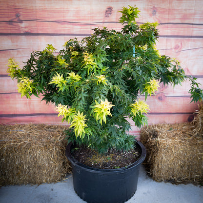 Japanese Maple Mikawa Yatsubusa