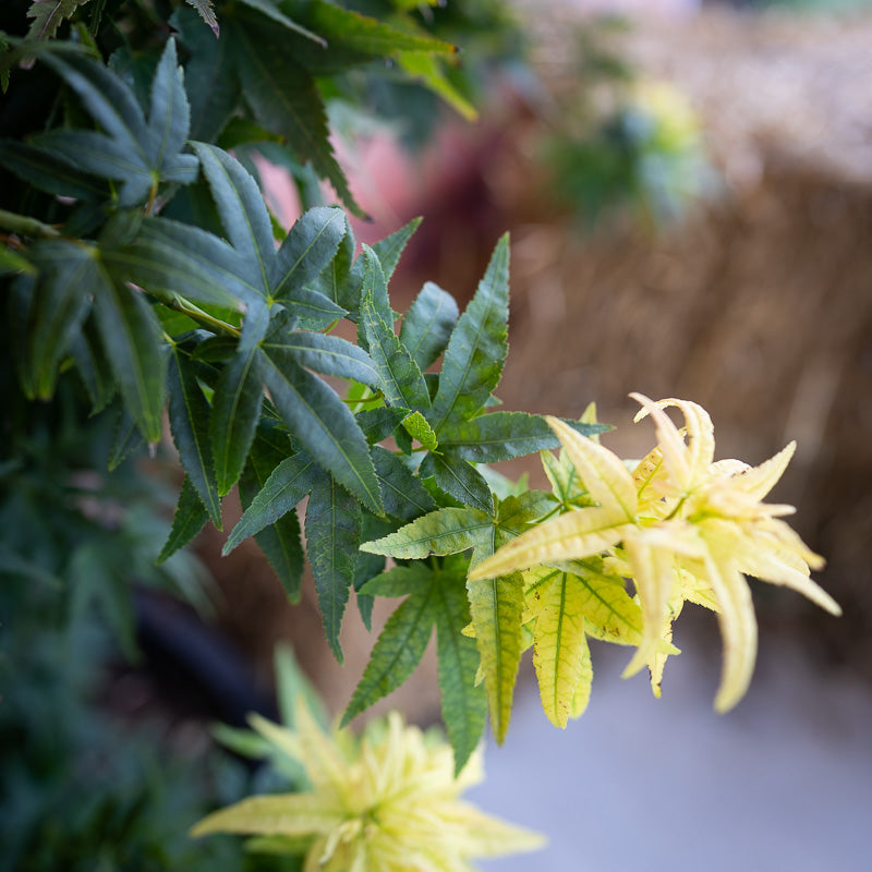 Japanese Maple Mikawa Yatsubusa