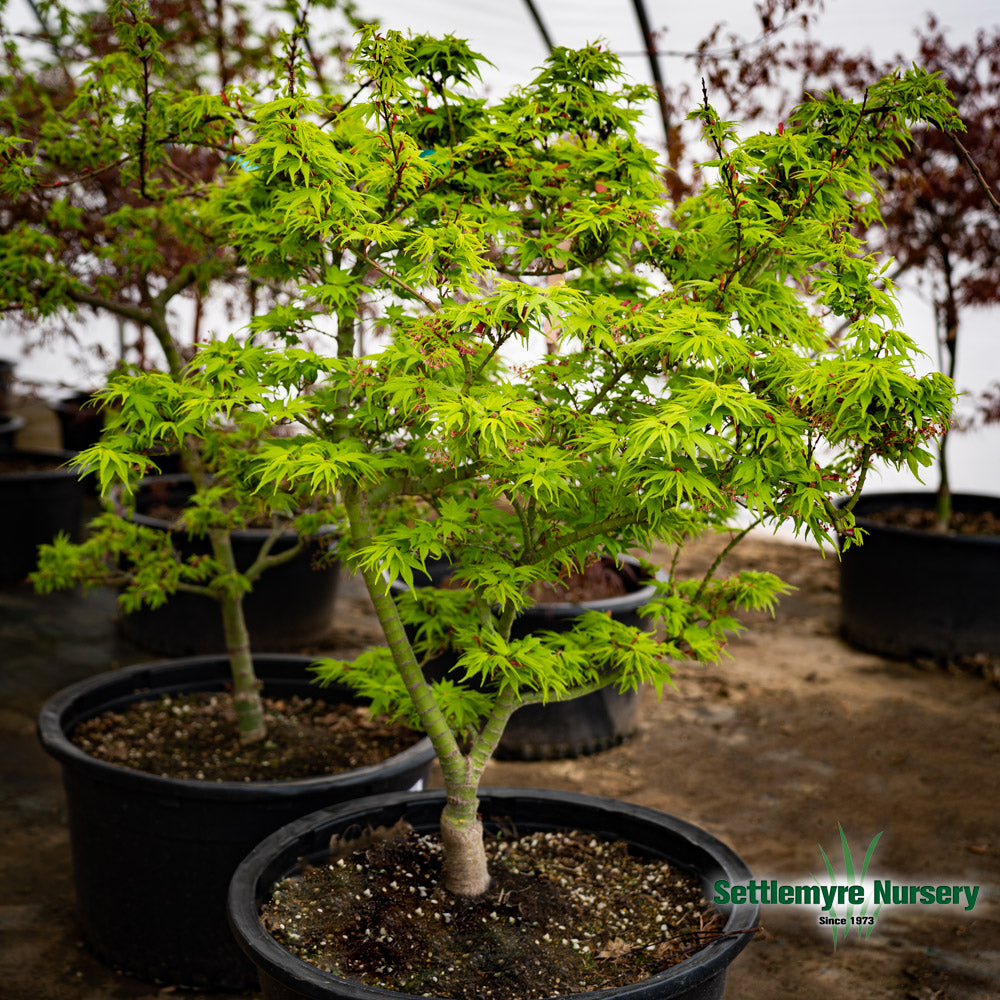 Japanese Maple Mikawa Yatsubusa