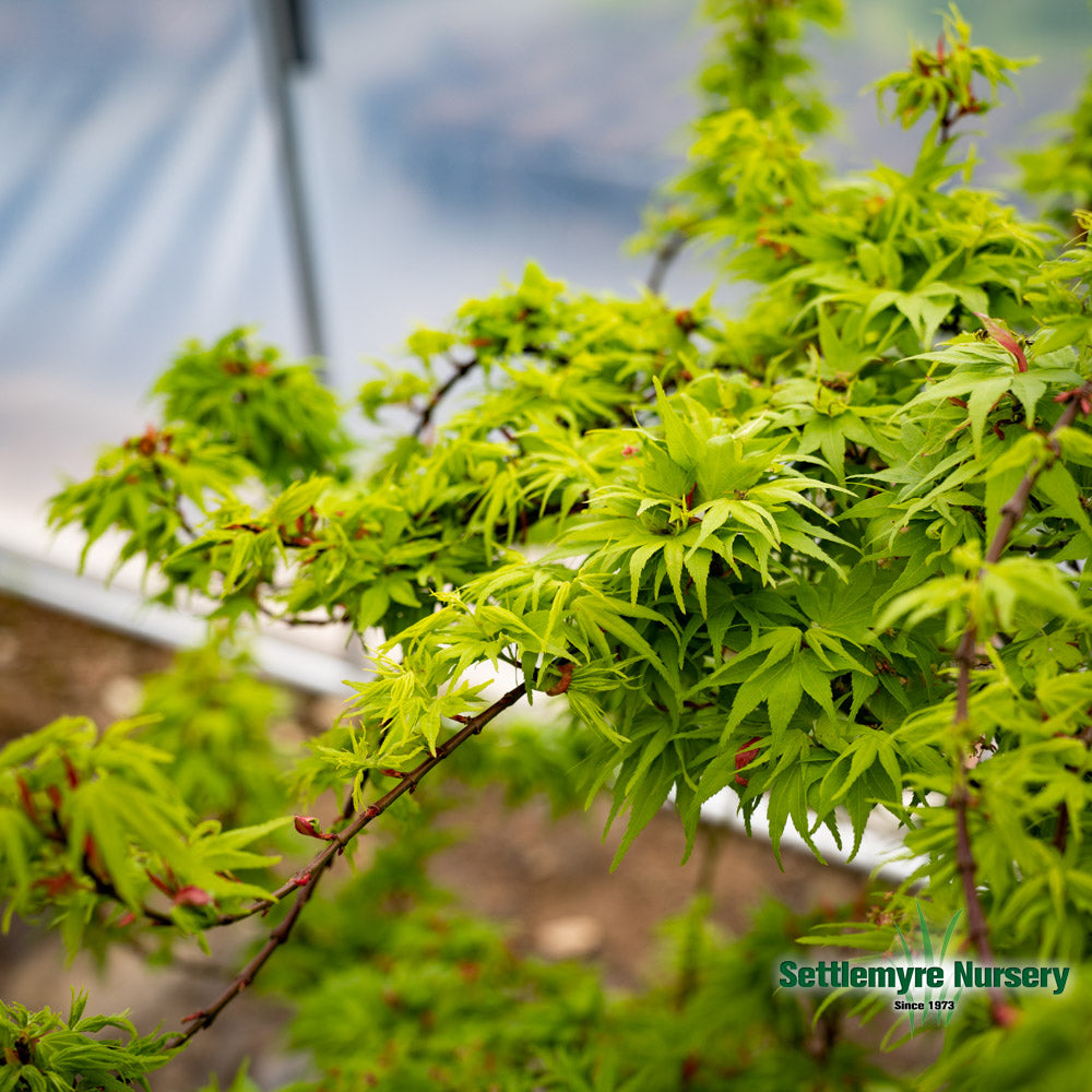 Japanese Maple Mikawa Yatsubusa