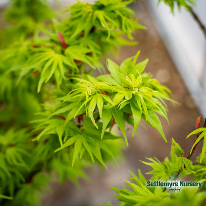 Japanese Maple Mikawa Yatsubusa