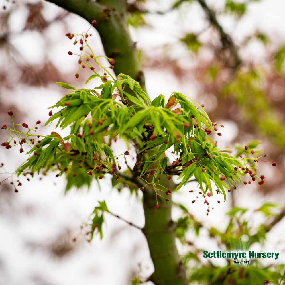 Japanese Maple Mikawa Yatsubusa