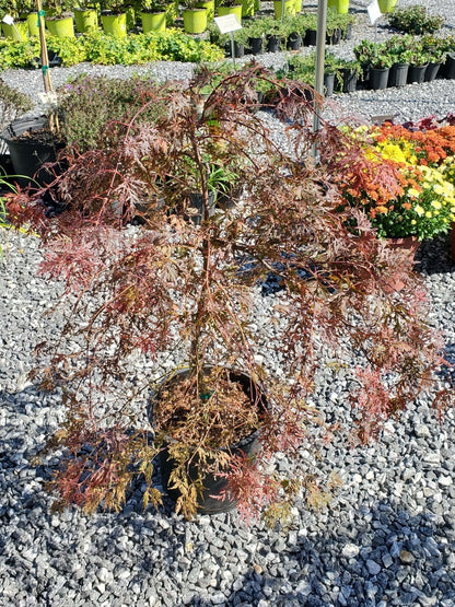 Japanese Maple Orangeola