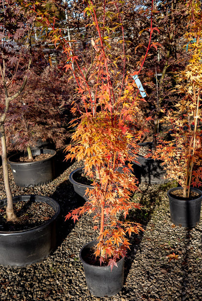 Coral Bark Japanese Maple in the landscape