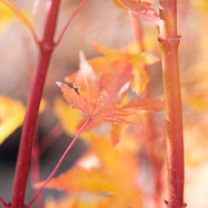 Coral Bark Japanese Maple bark and foliage