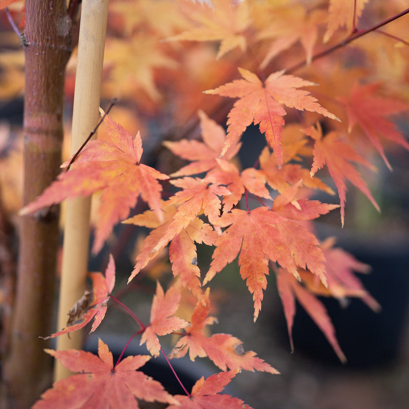 Winter interest of coral bark japanese maple.