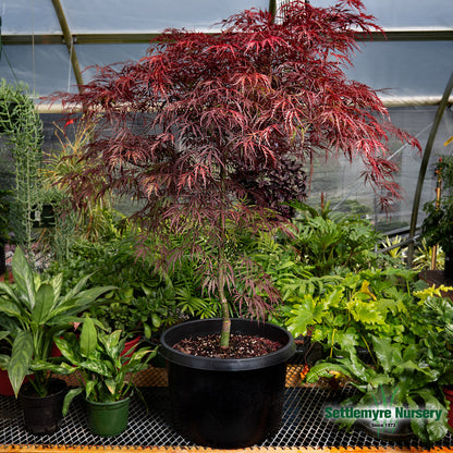 Tamukeyama Japanese Maple