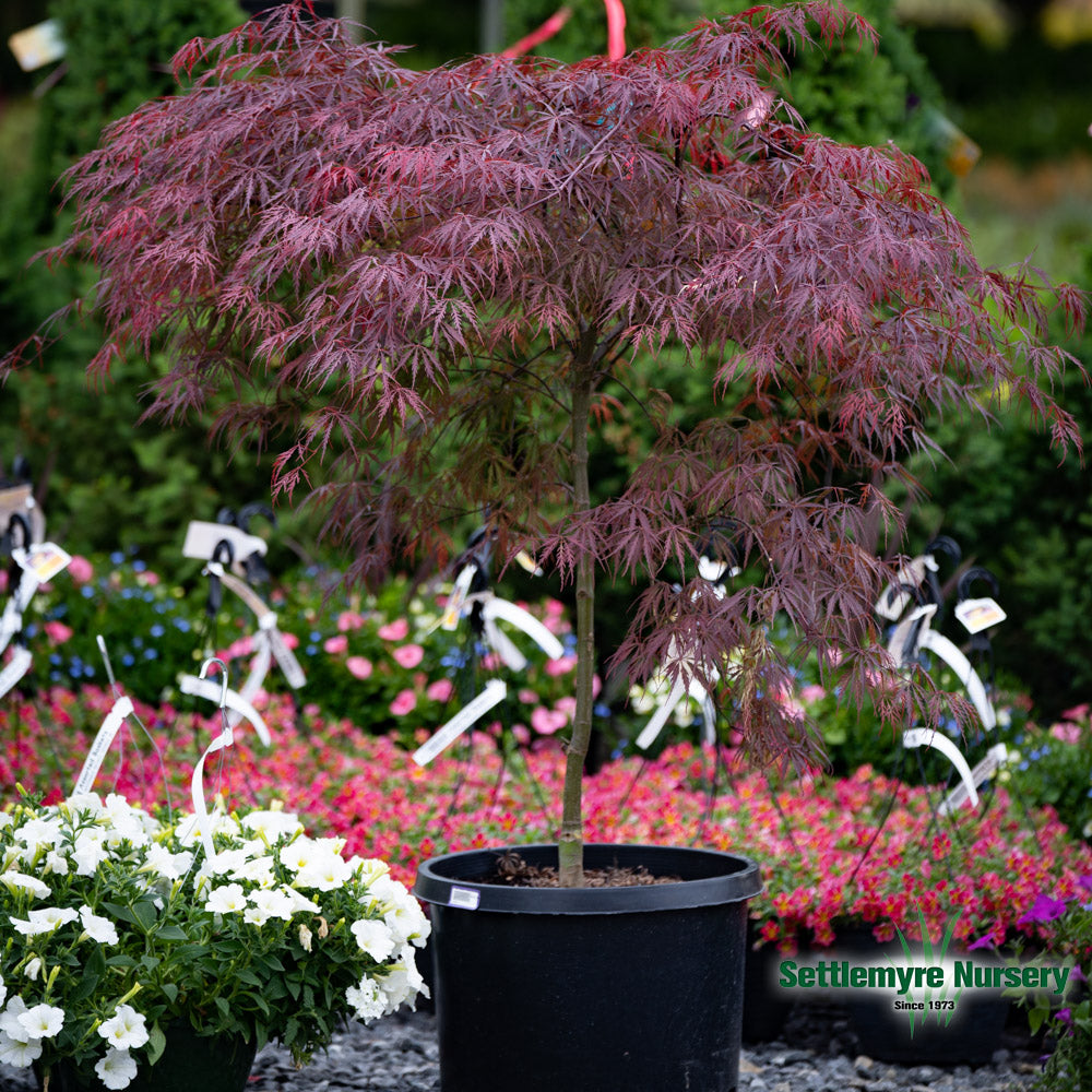 Tamukeyama Japanese Maple