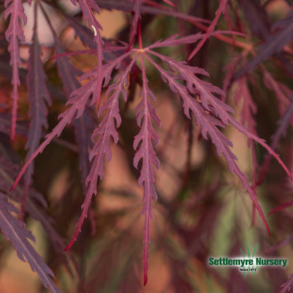 Tamukeyama Japanese Maple