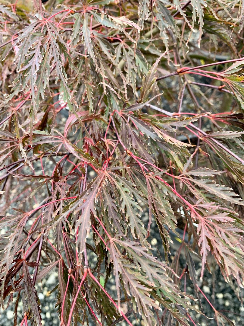 Tamukeyama Japanese Maple