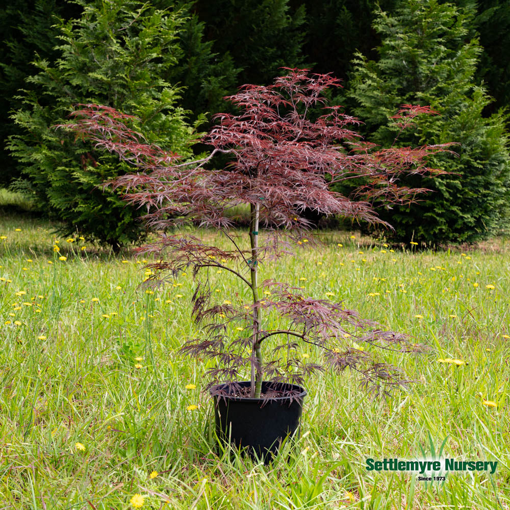 Tamukeyama Japanese Maple