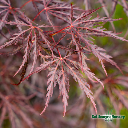 Tamukeyama Japanese Maple Foliage