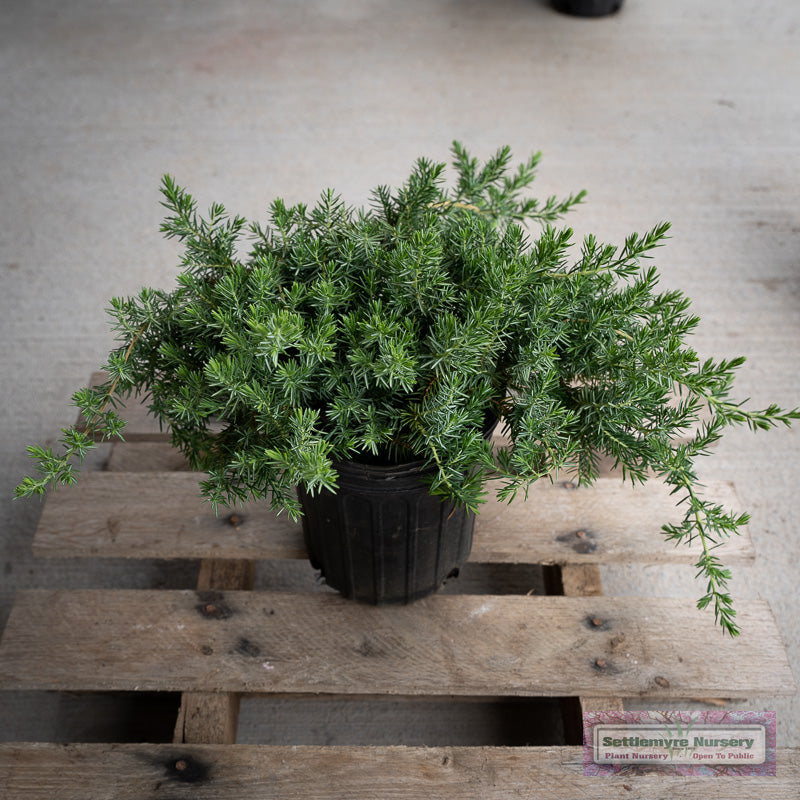 Blue Pacific Juniper in 1 gallon pot for sale