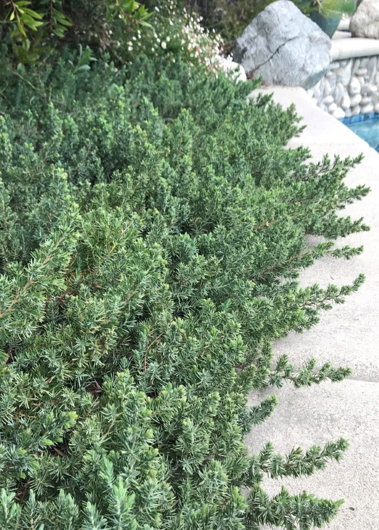 Blue Pacific Juniper in landscape as ground cover