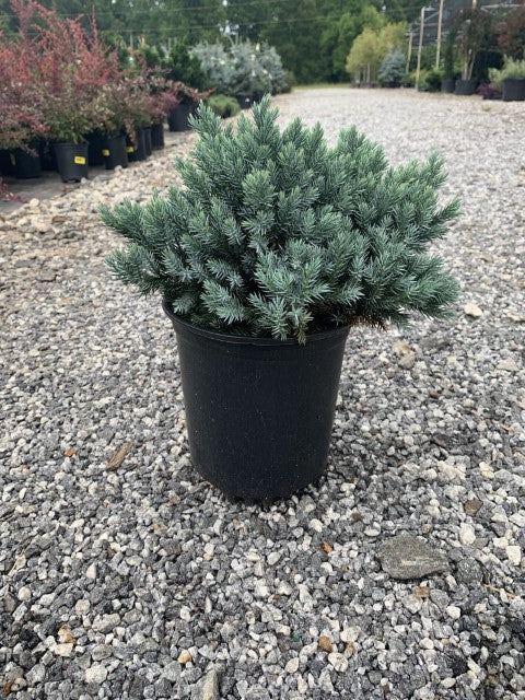 Blue Star Juniper in pot at Settlemyre Nursery - 1 Gallon