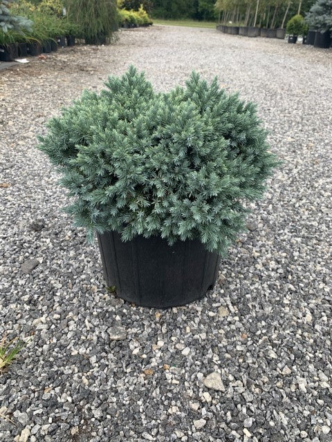 Blue Star Juniper