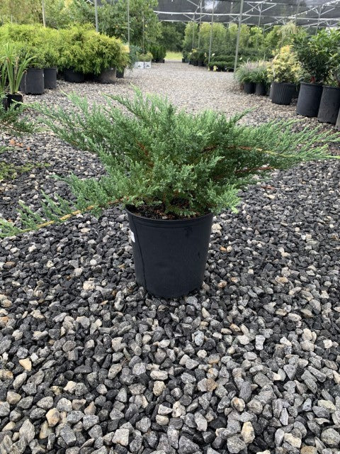 Foliage on the Sargent Juniper ground cover plant