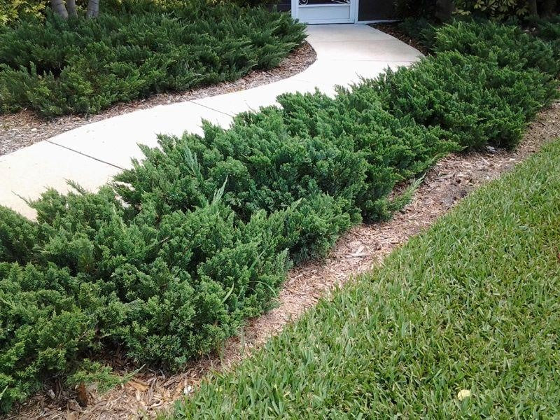 A couple of sargent junipers in 1 gallon pots