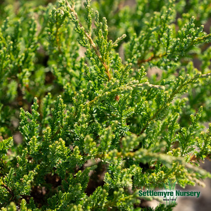 Foliage on the Sargent Juniper ground cover plant