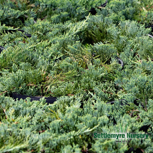 Blue Rug Juniper ground cover showcasing its dense blue-green foliage and creeping growth pattern.