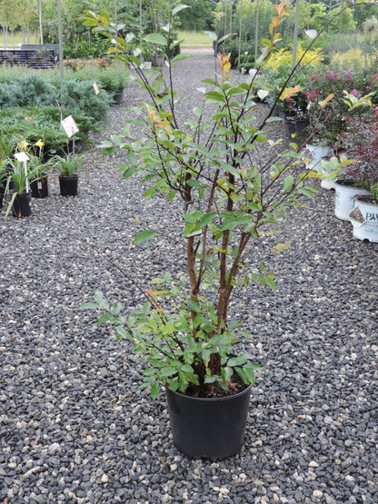 Natchez White Crape Myrtle Tree