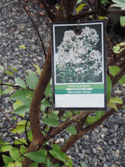 Natchez White Crape Myrtle Tree