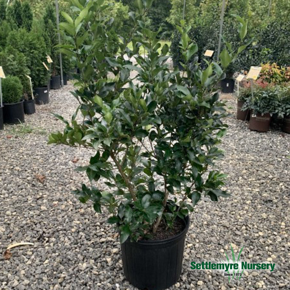 Ligustrum Recurvifolium in three gallon pot at Settlemyre Nursery