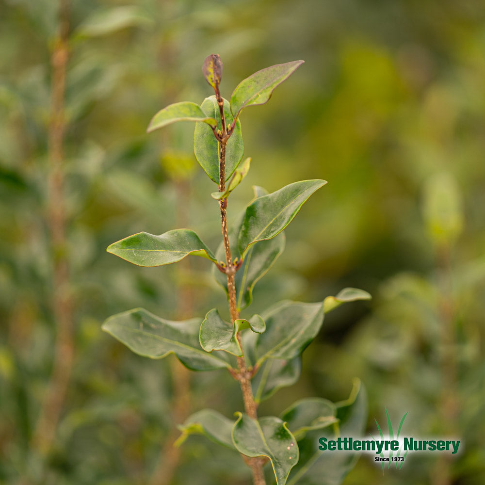 close-up foliage on the Recurvifolium Ligustrum