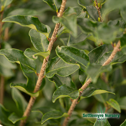 Close-up photo of foliage on the Recurvifolium Ligustrum