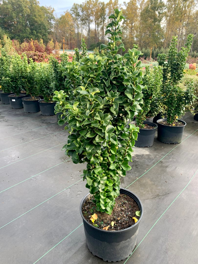 Ligustrum Curly Leaf 3 Gallon