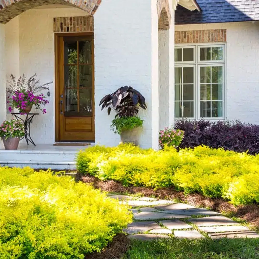 Sunshine Ligustrum in landscape