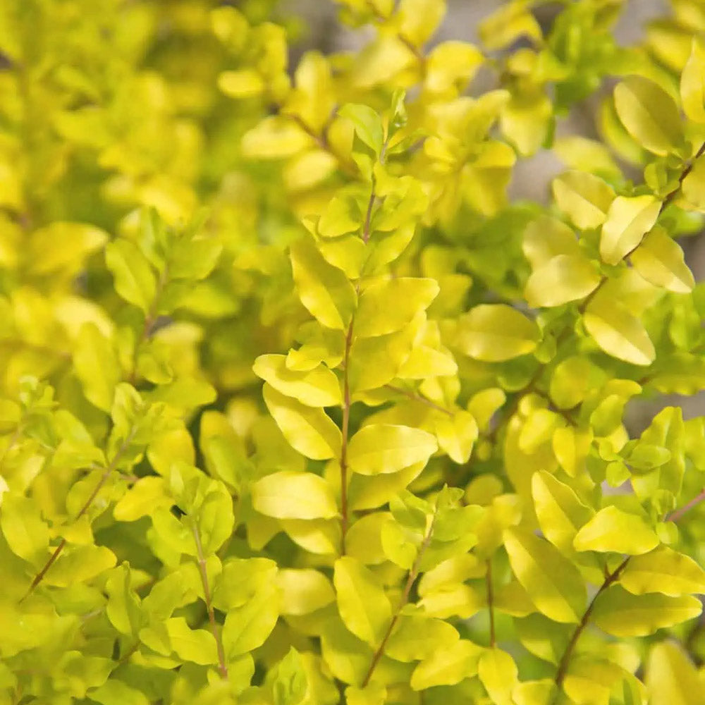 Sunshine Ligustrum foliage