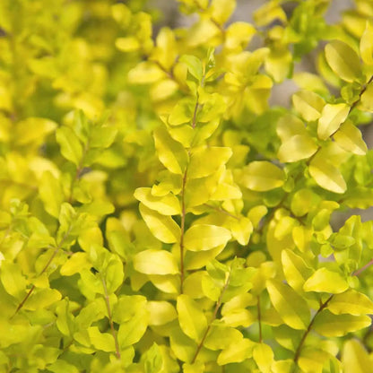 Sunshine Ligustrum foliage